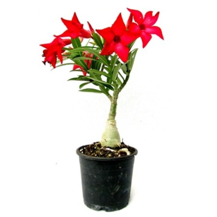 Adenium Red